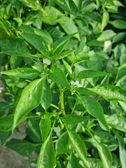 
This is a close-up of pepper leaves.