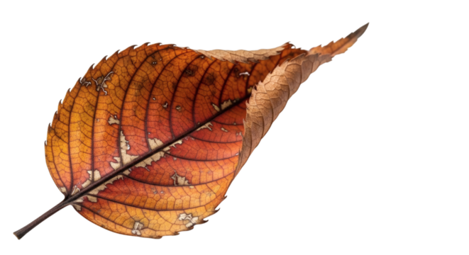 Closeup of a curled orange autumn leaf against a dark black background