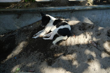 Black and white dog lying on a sand pile in morning sunlight