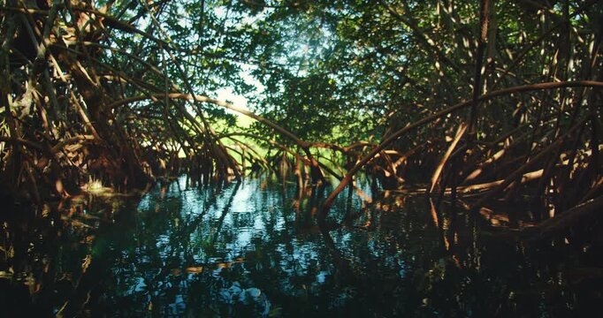 Cenote water reflects dense mangrove forest in a secluded jungle area of Mexico