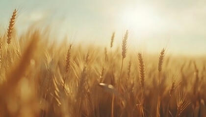 The image shows a field of ripe wheat illuminated by the warm glow of the setting sun, creating a rich, golden hue.