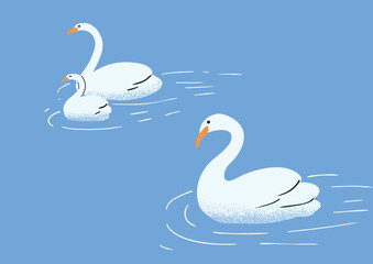 swans on top water illustration