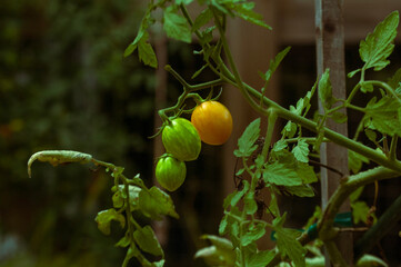 Obraz premium tomato's on plant 