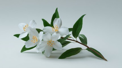 Fototapeta premium White mock orange flowers with yellow stamens and green leaves on light background