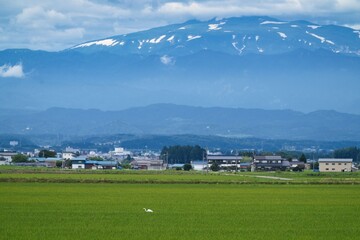 Yamagata, Japan - July 17,  2025: Mount Gassan and Rice paddy