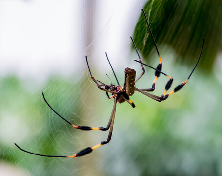 spider on the web - Powered by Adobe