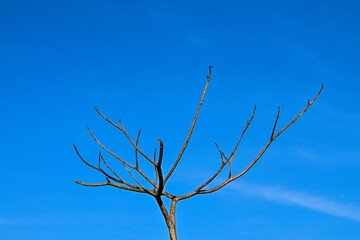 Photo of tree without leaves with blue sky on the background. White clouds. Day. Alone. Lonely. One.