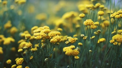 Obraz premium Close-up view of yellow flowers in a field