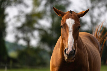 Obraz premium portrait of a horse