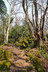 winter forest and path in the mild sunlight