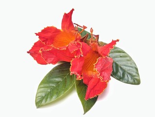 African tulip flower and leaves (Spathodea campanulata) isolated on white background, Botanical photography for creative design