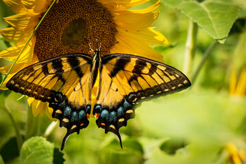 butterfly on sunflower