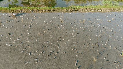 Aerial view of ducks swimming in a watery rice field