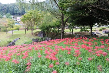 Obraz premium 彼岸花の咲く風景 秋の公園