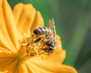 bee on flower