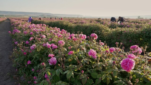 Rose Harvest Tour. Women are picking roses during the harvest