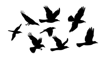 Obraz premium Collection of black bird silhouettes in different poses flying perched