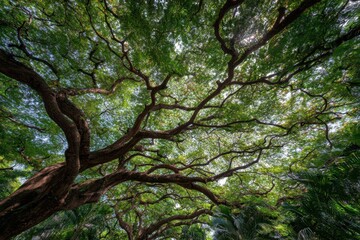 Majestic Tree with Sprawling Branches and Lush Green Foliage in a Natural Setting