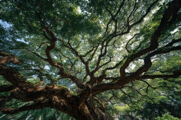 Majestic Tree with Spreading Branches and Dense Green Foliage in a Forest Setting