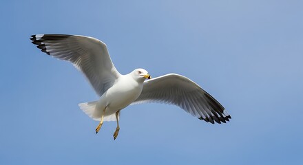 Majestic Seagull Soaring Through a Clear Blue Sky.