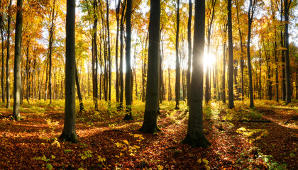 Obraz premium Serene Autumn Forest with Sunlight