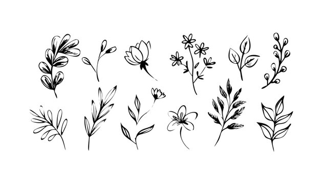Rough ink brush strokes depicting delicate floral elements botanical