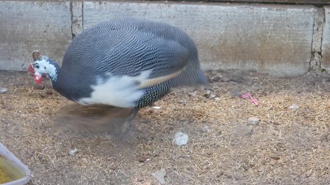 Helmeted Guineafowl or Numida meleagris