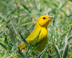 yellow and green parrot