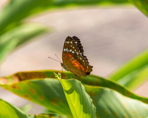 butterfly on leaf