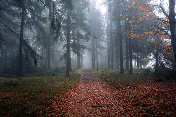 Magical autumn forest in Bavaria Germany with fog and orange leaves in Bavarian Forest National Park where enchanted mystical trees create a colorful landscape