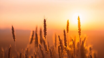 Golden wheat field at sunset with warm orange sky and soft glowing light creating peaceful countryside rural landscape for agriculture and lifestyle concepts