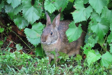 American rabbit on grass in Florida nature, closeup 
