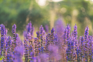 Fototapeta premium Spider flower blooms in soft light.
