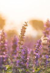 Naklejka premium Purple spider flowers bloom in gentle light.