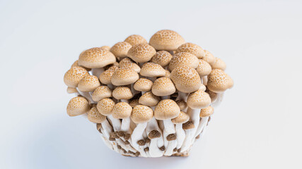 白背景に置かれた新鮮なぶなしめじ