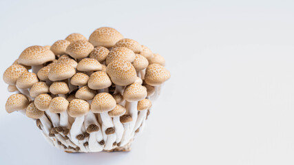 白背景に置かれた新鮮なぶなしめじ