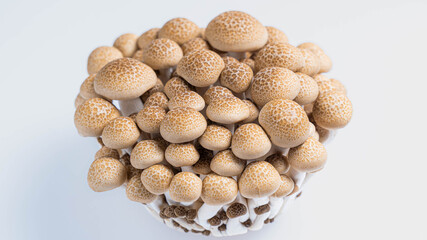 白背景に置かれた新鮮なぶなしめじ