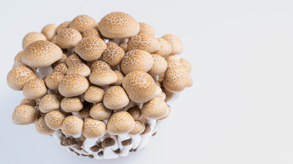 白背景に置かれた新鮮なぶなしめじ
