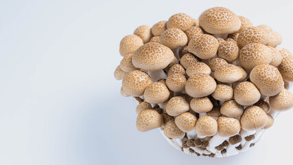 白背景に置かれた新鮮なぶなしめじ