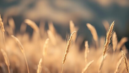 Fototapeta premium Abstract pampas grass bokeh background, soft focus, dry reeds, boho style, winter grass, rustic, stems