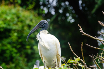 A Black headed Ibis s nesting in the Ranganathittu Bird Sanctuary