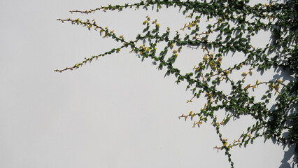 Close-up of green climbing vines growing on a white wall, creating a natural abstract background with copy space for text. Minimalist design, eco-friendly, architecture, and nature concepts.