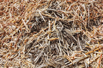 Sugar cane bagasse used to produce artisanal brown sugar. Abadiania, Goias, Brazil, 2019