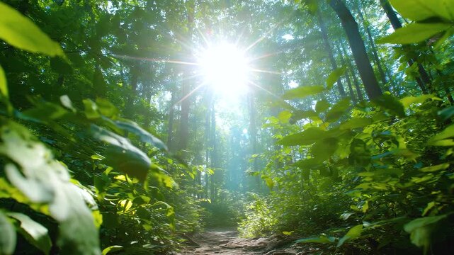 Sunlight beams through dense green forest foliage and trees with natural dirt path in peaceful morning light of vibrant nature scene