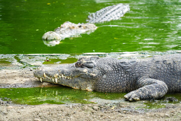 A close-up shot of a crocodile resting on a riverbank