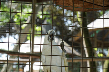 A white cockatoo clinging to the wire mesh of its cage.