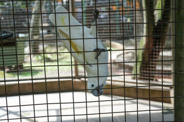 A white cockatoo clinging to the wire mesh of its cage.