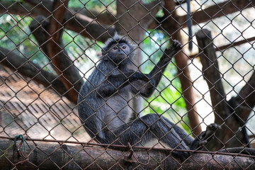 Javan Surili (Presbytis Comata) is sitting behind a wire fence.