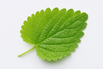 Close-up of a vibrant green leaf, showing detailed venation and serrated edges