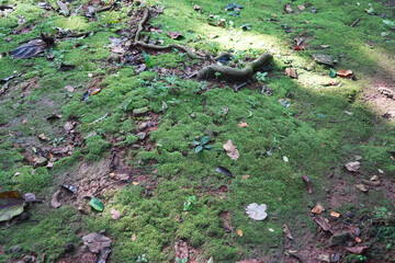 A thick tree root covered in moss and dry leaves in a damp forest.